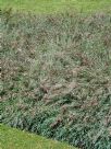 Themeda Mingo