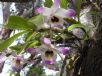 Dendrobium nobile