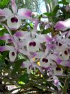 Dendrobium nobile