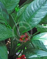 Aglaonema crispum