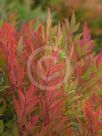 Nandina domestica Gulf Stream