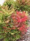 Nandina domestica Gulf Stream