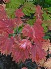 Acer japonicum Vitifolium