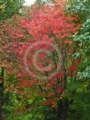 Acer japonicum Vitifolium