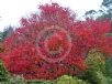 Acer japonicum Vitifolium