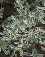 Coprosma kirkii Kirkii Variegata