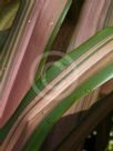 Phormium Jester