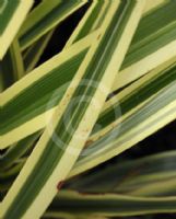 Phormium Duet