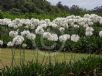 Agapanthus praecox Albiflorus