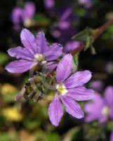 Scaevola aemula Bushy Blue