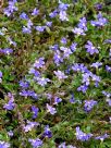 Scaevola aemula Bushy Blue