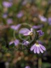 Scaevola albida Super Clusters