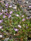 Scaevola albida Super Clusters