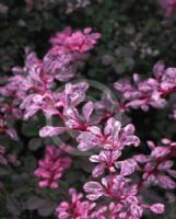 Berberis thunbergii atropurpurea Rose Glow