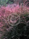 Berberis thunbergii atropurpurea Rose Glow