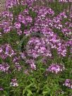 Cleome Senorita Rosalita