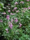 Cleome Senorita Rosalita