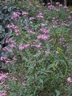 Cleome Senorita Rosalita