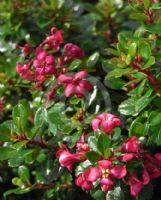 Escallonia Pink Pixi