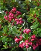 Escallonia Pink Pixi