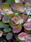 Cotinus coggygria Ancot