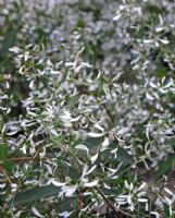 Euphorbia hypericifolia Inneuphe