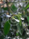 Euphorbia hypericifolia Inneuphe