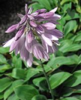 Hosta Blue Cadet