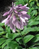 Hosta Blue Cadet