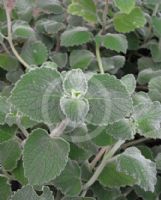 Plectranthus Nicoletta