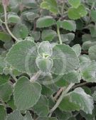 Plectranthus Nicoletta