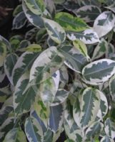 Ficus Gold Star