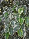 Ficus Gold Star