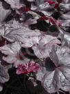 Heuchera Obsidian