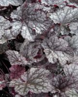 Heuchera Plum Pudding