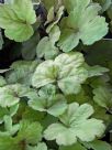 Heucherella Sunspot