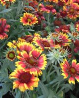 Gaillardia Arizona Sun