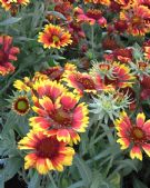 Gaillardia Arizona Sun