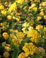 Lantana Balugold