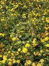 Lantana Balugold