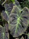 Colocasia esculenta Black Beauty