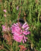 Erica verticillata