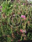 Erica verticillata