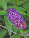 Buddleja davidii Black Knight