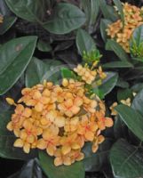 Ixora Gold Fire