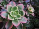 Aeonium Tricolor