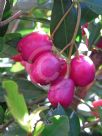 Syzygium australe Elite