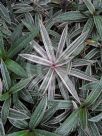 Tradescantia spathacea Hawaiian Dwarf