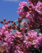 Lagerstroemia Sioux