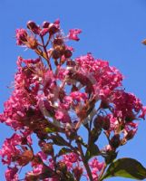 Lagerstroemia Comanche